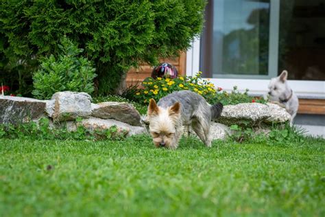 Een Hondvriendelijke Achtertuin Maken